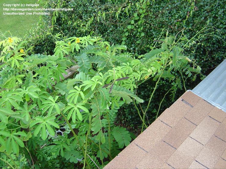 پسیفلورا سراتو- گل عشق